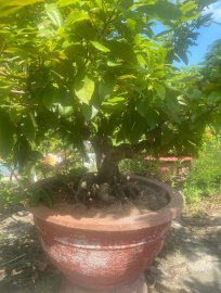 Yellow apricot tree