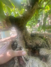 Yellow apricot tree