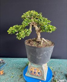 Antidesma acidum tree on sale