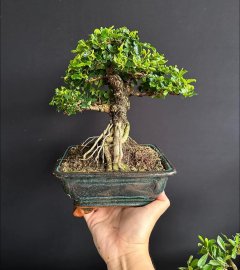 Antidesma acidum mini tree