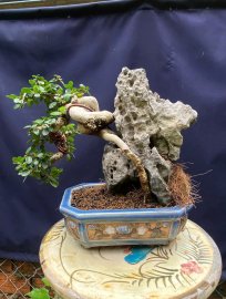 Antidesma acidum tree