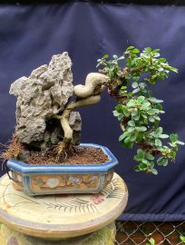 Antidesma acidum tree