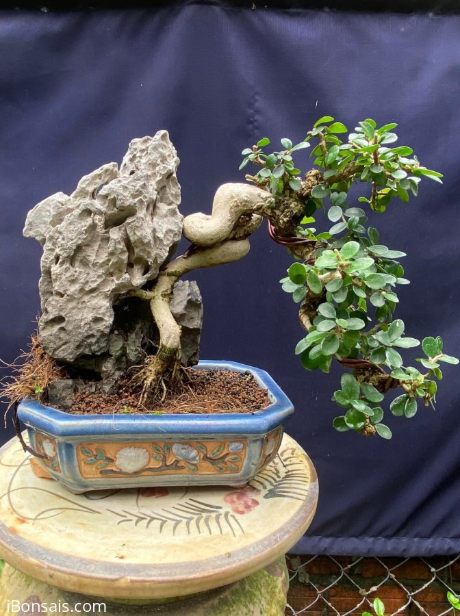 Antidesma acidum tree