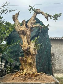 Streblus asper Lour tree and Demo