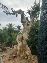 Streblus asper Lour tree and Demo