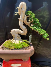 Premna tree artwork