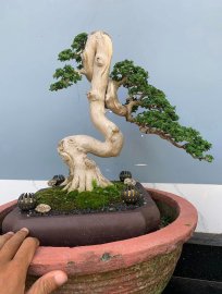 Premna tree artwork