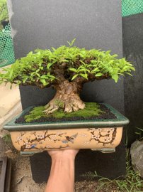 Vietnamese water jasmine