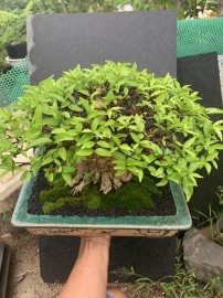 Vietnamese water jasmine
