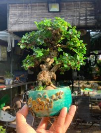 Sam núi trái 999k ck bao ship cho ae tập chơi