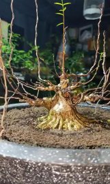 Mai chiếu thủy như búp măng non