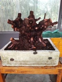 Purple ficus pre-bonsai tree