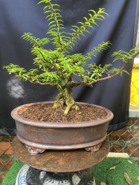 Vietnamese water jasmine