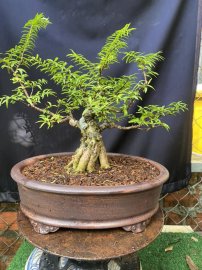 Vietnamese water jasmine