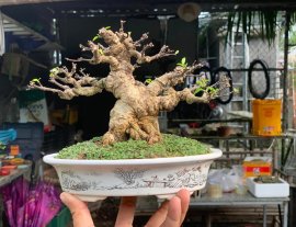 Mai chiếu thuỷ lá trung giao lưu ae
