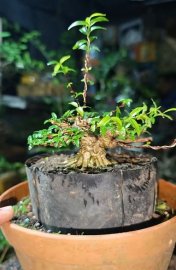 Mai chiếu thủy mini