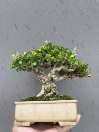 Antidesma acidum mini tree