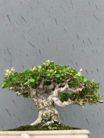 Antidesma acidum mini tree