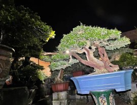 Tác phẩm linh sam