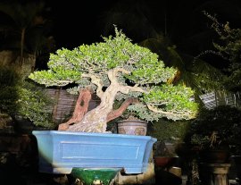 Tác phẩm linh sam
