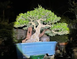 Tác phẩm linh sam