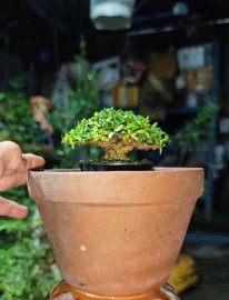 Mai chiếu thủy siêu mini