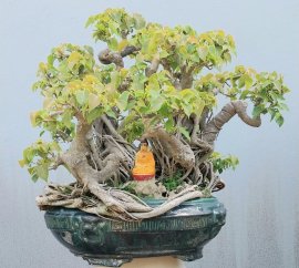 Bodhi tree