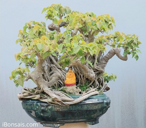 Bodhi tree