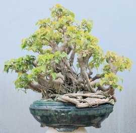 Bodhi tree