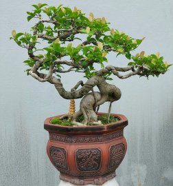 Purple ficus bonsai artwork