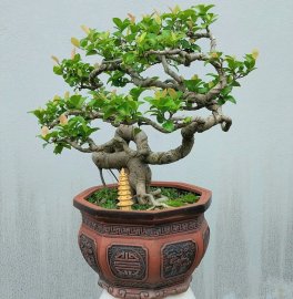 Purple ficus bonsai artwork