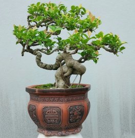 Purple ficus bonsai artwork