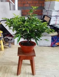 Cúc thọ hương bộ tàn khủng giá mấy xị
