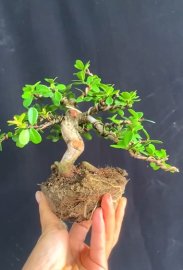 Scopolia nana mini tree
