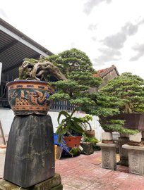 Vietnamese blue bell tree overrock, waterfall