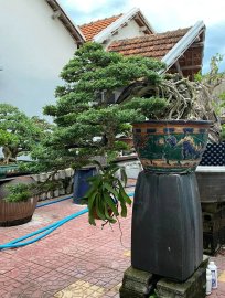 Vietnamese blue bell tree overrock, waterfall