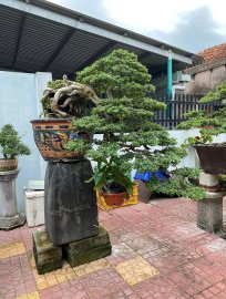 Vietnamese blue bell tree overrock, waterfall