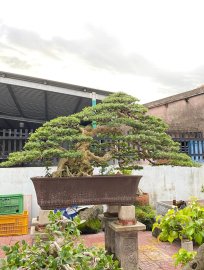 Linh sam vườn nhà