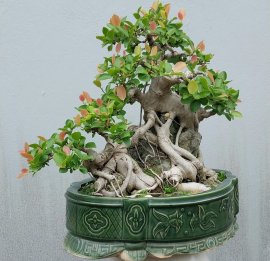 Ficus tree