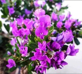 Linh sam La hai khai thác rin già đẹp ạ❤️