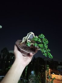 Premna tree overrock