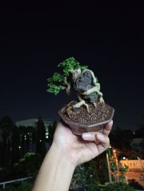 Premna tree overrock