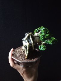 Premna tree overrock