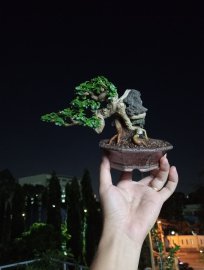 Premna tree overrock