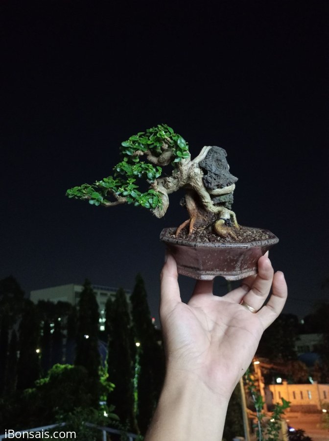 Premna tree overrock