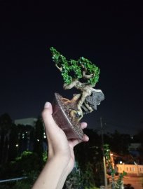 Premna tree overrock