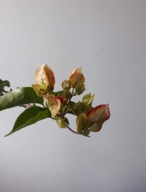 Em hoa Giấy đổi màu lên hoa rực rỡ...