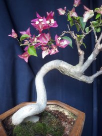 Em hoa Giấy đổi màu lên hoa rực rỡ...