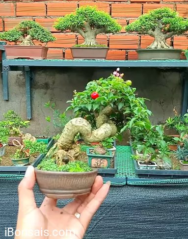 Malpighia glabra bonsai tree in Quan 8 Ho Chi Minh City