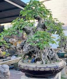 Cây túc hay cây sộp